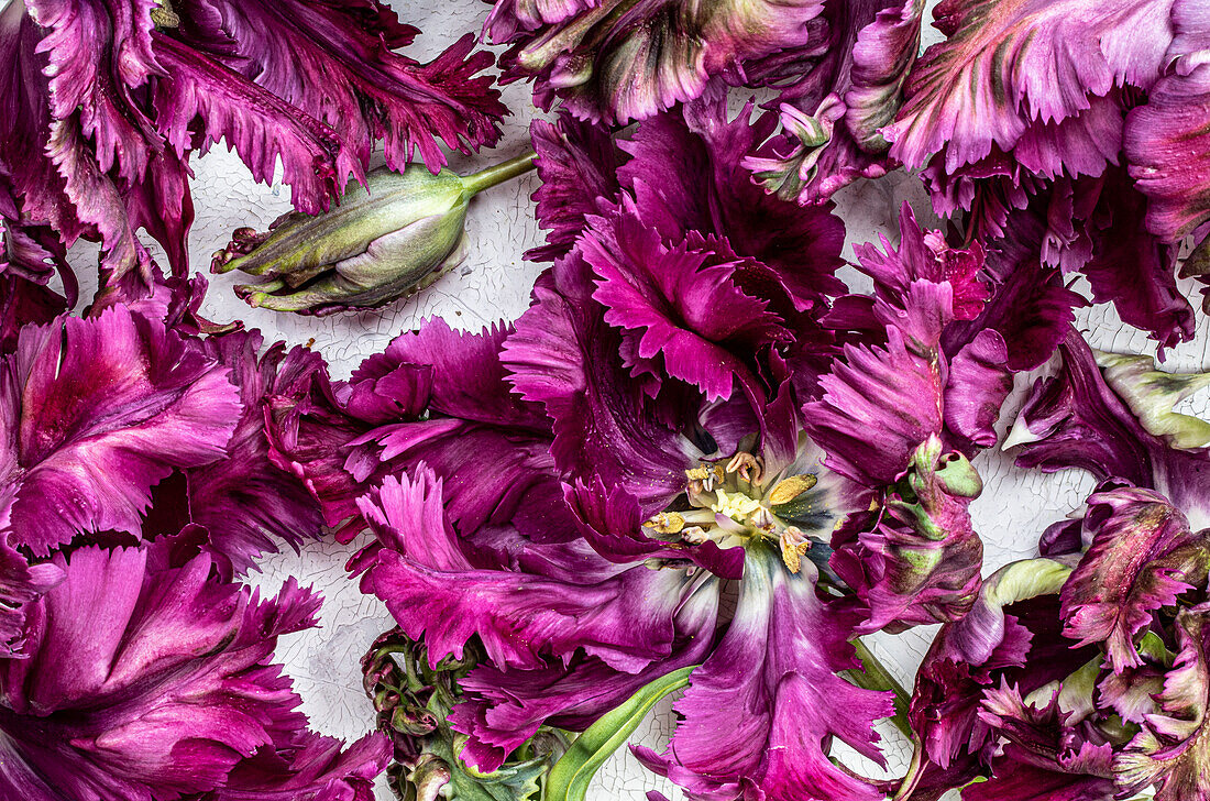 Violettrote Papageientulpe 'Black Parrot', (Tulpe), Flatlay