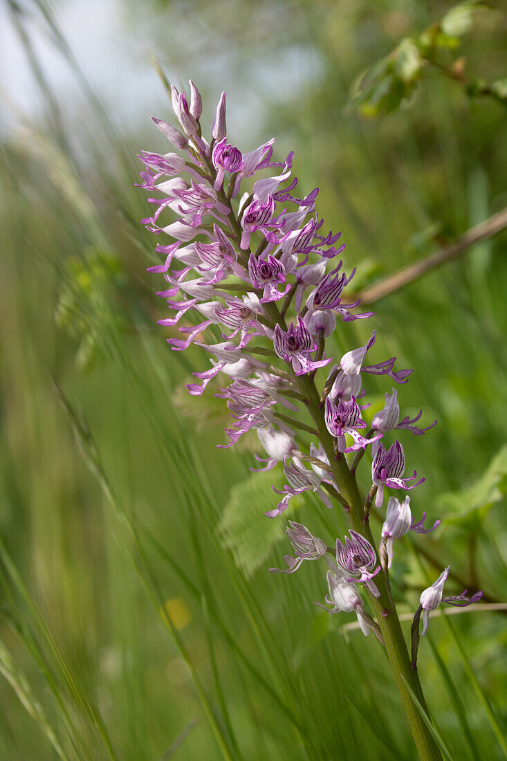 Helm-Knabenkraut (Orchis militaris), Blütenkerze in der Blumenwiese