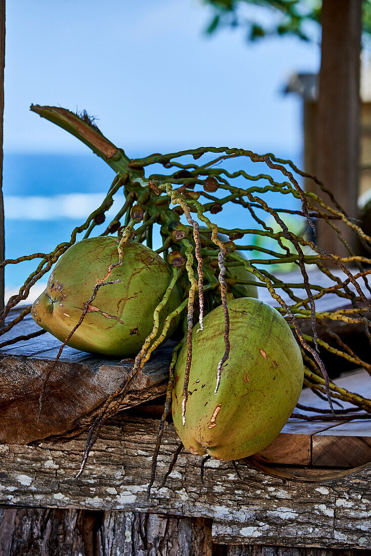Kokosnüsse frisch vom Baum