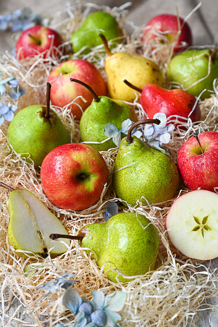 Auswahl an Äpfeln und Birnen auf Holzwolle in einem Tablett