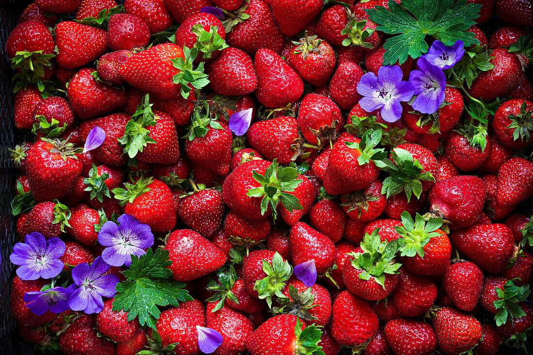 Nahaufnahme von frischen Erdbeeren und lila Blüten