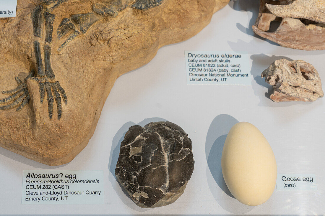 Fossil eines Dinosauriereis, möglicherweise von einem Allosaurus, im USU Eastern Prehistoric Museum in Price, Utah