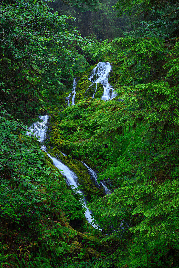 Bunch Falls im Olympic National Park, Washington, USA