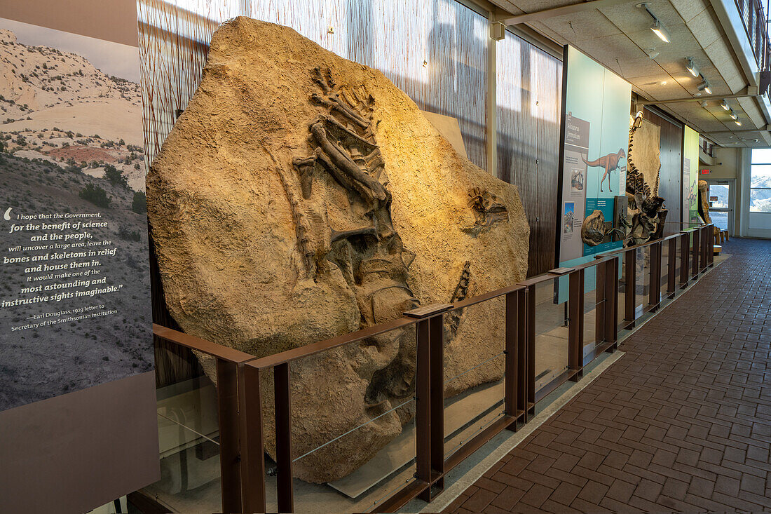 Allosaurus jimmadseni Dinosaurier-Exponat in der Quarry Exhibit Hall im Dinosaur National Monument. Jensen, Utah