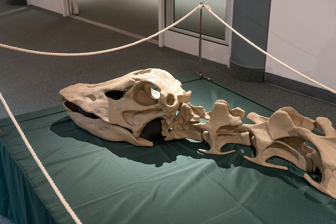 Cast of the skull of Diplodocus carnegii, a large sauropod, in the USU Eastern Prehistoric Museum in Price, Utah.
