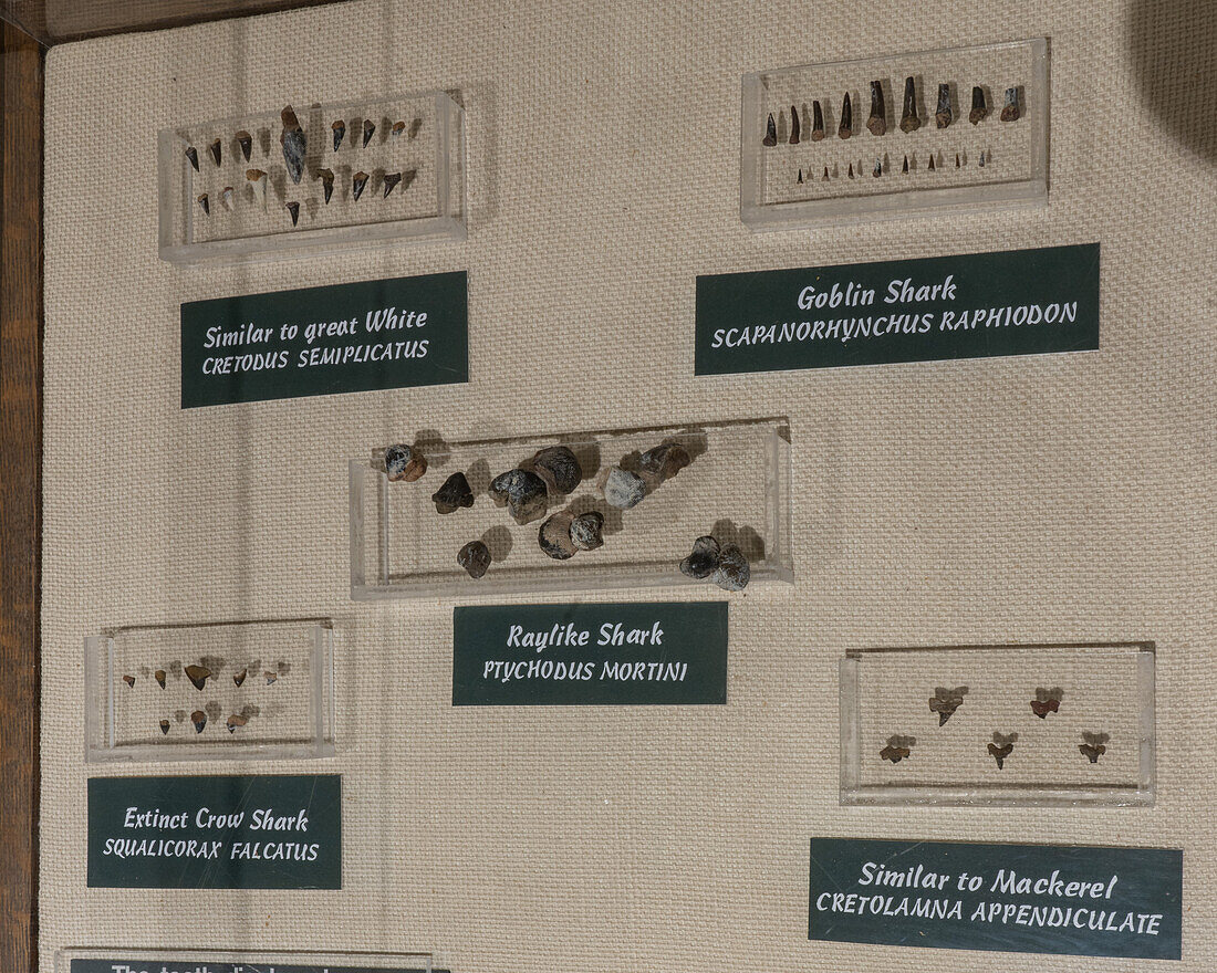 Display of fossilized teeth of sharks in the USU Eastern Prehistoric Museum in Price, Utah.