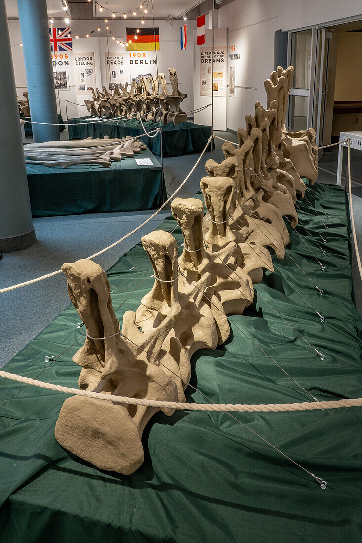 Casts of vertebrae of Diplodocus carnegii, a large sauropod, in the USU Eastern Prehistoric Museum in Price, Utah.