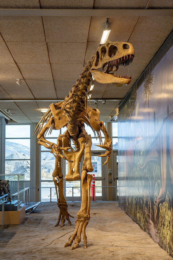 A skeleton cast of an Allosaurus fragilis in the Quarry Exhibit Hall at Dinosaur National Monument in Utah.