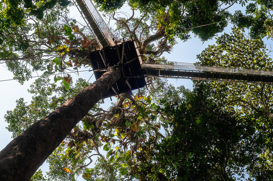 Erhöhte Hängebrücken für den Canopy Walk. Ein Regenwald-Hängebrückenweg im Tambopata-Nationalpark im Inkaterra-Amazonica-Reservat. Besucher haben einen Blick aus der Vogelperspektive vom Amazonas-Dschungel Laufsteg am Fluss Napo Camp Explorama Touren in Peru. Iquitos, Loreto, Peru. Der Amazon Canopy Walkway, eine der längsten Hängebrücken der Welt, die es ermöglicht, die Tiere des Primärwaldes aus einer Höhe von 37 Metern zu beobachten, und die über den 14 höchsten Bäumen des Gebietes aufgehängt ist