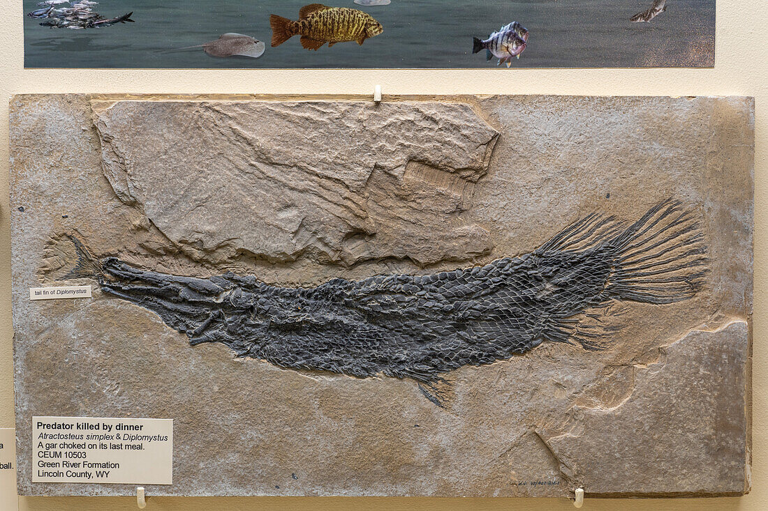 Fossil eines Hornhechts, Atractosteus simplex, im USU Eastern Prehistoric Museum in Price, Utah. Dieser Fisch erstickte an dem Diplomystus-Fisch, der in seinem Rachen steckte.