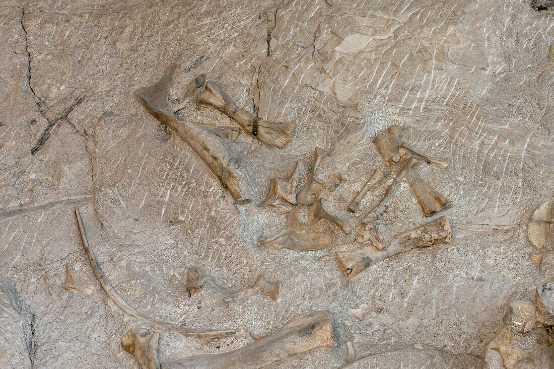 Teilweise ausgegrabene Dinosaurierknochen an der Wall of Bones in der Quarry Exhibit Hall, Dinosaur National Monument, Utah