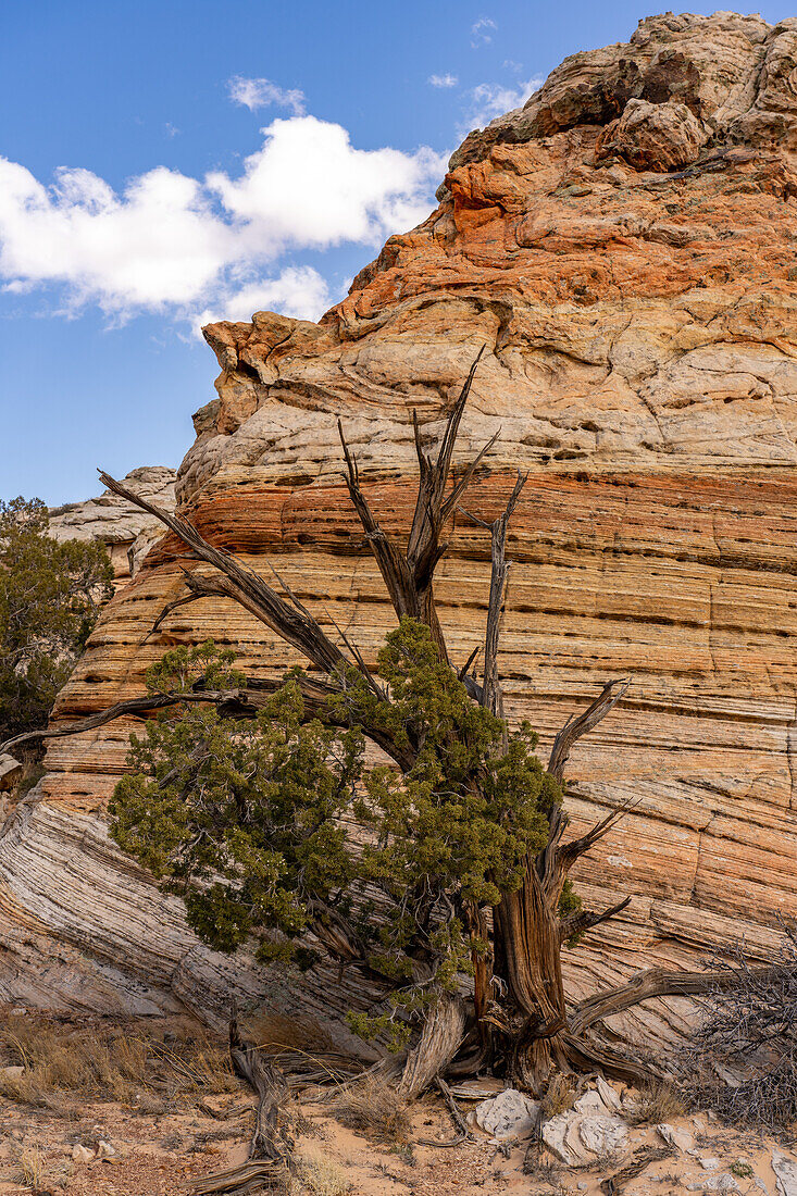 An ancient juniper tree and eroded Navajo sandstone near South Coyote Buttes, Vermilion Cliffs National Monument, Arizona.