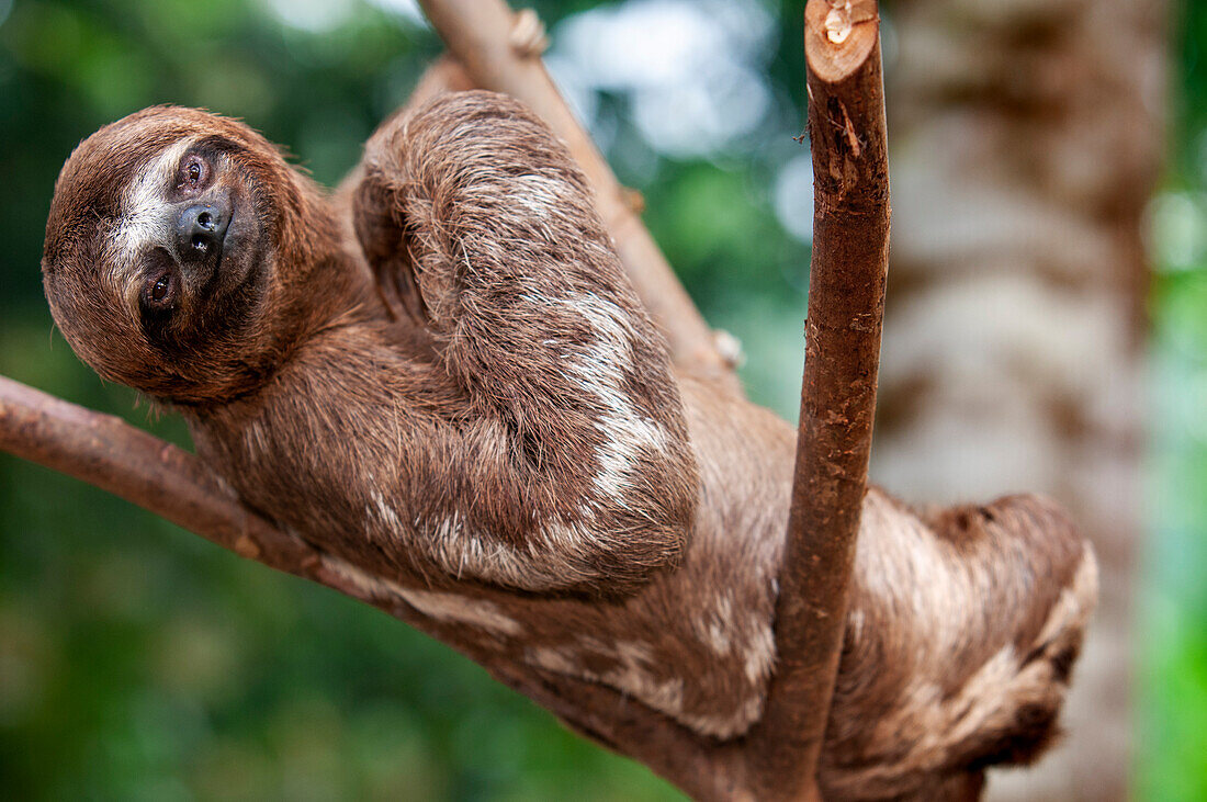 A wild brown-throated sloth, Bradypus variegatus, Landing Casual, Upper Amazon River Basin, Loreto, Peru