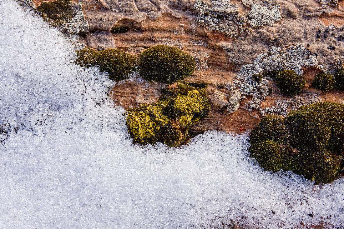 Desert moss and crustose lichens on sandstone with snow in Canyonlands National Park, near Moab, Utah.