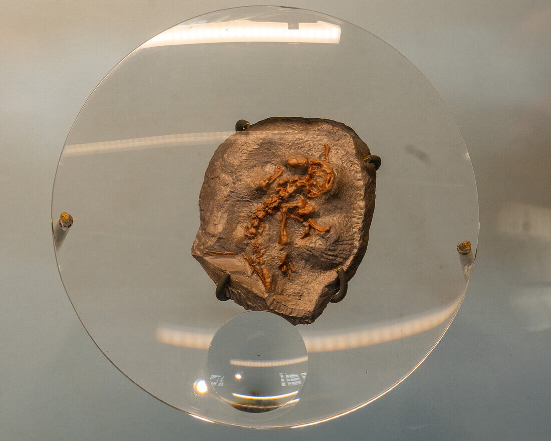 Ein versteinerter Schädel und das Skelett eines Salamanders in der Quarry Exhibit Hall des Dinosaur National Monument in Utah