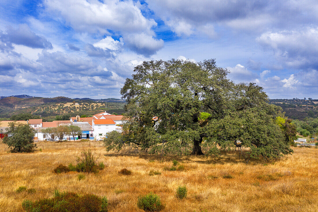 Encina de Los Perros. Aldea de El Álamo, El Madroño Sevilla Spain.