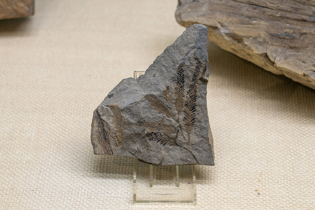 A fossilized fern in the USU Eastern Prehistoric Museum in Price, Utah.