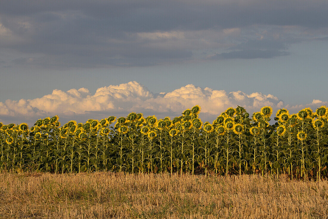 Ein Feld mit blühenden Sonnenblumen in Turegano, Provinz Segovia