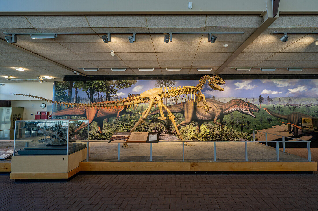 Ein Skelettabguss eines Allosaurus fragilis in der Quarry Exhibit Hall im Dinosaur National Monument in Utah