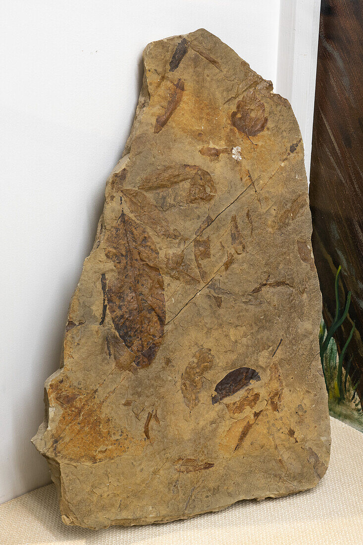 Versteinerte Blätter im USU Eastern Prehistoric Museum in Price, Utah