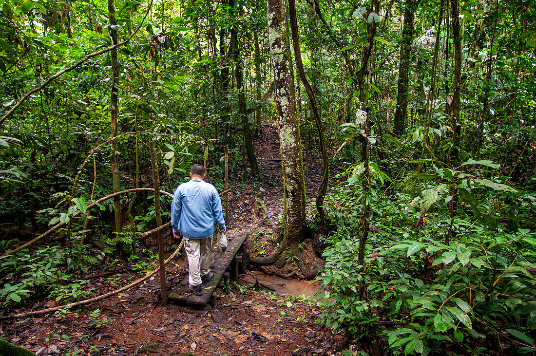 Landschaft des Amazonas-Regenwaldes während einer Wanderung im Indio-Dorf bei Iquitos, Loreto, Peru, Südamerika