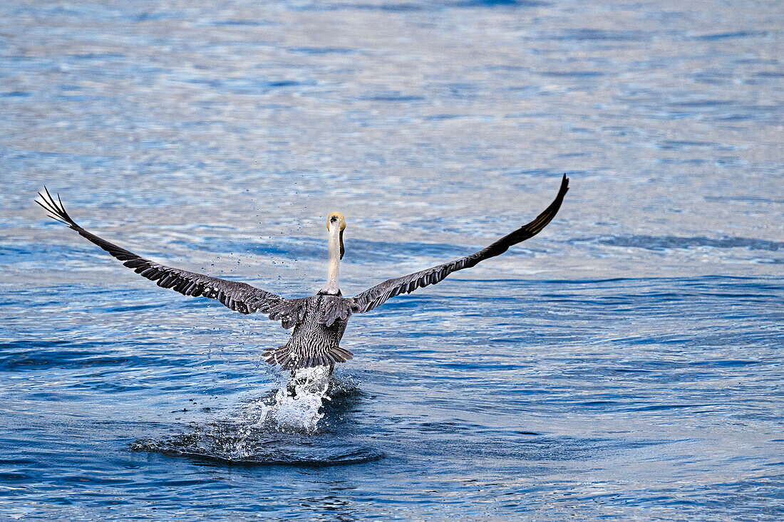 Brown Pelican taking flight at Playa Chacala, Nayarit, Mexico.