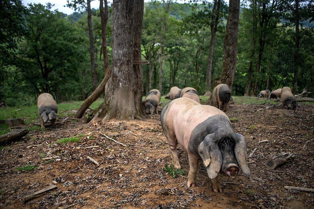 France, Pyrenees Atlantiques, Basque Country, Aldudes valley, Uronako Borda breeding of Basque black pigs for the production of Kintoa AOC ham, joung sow