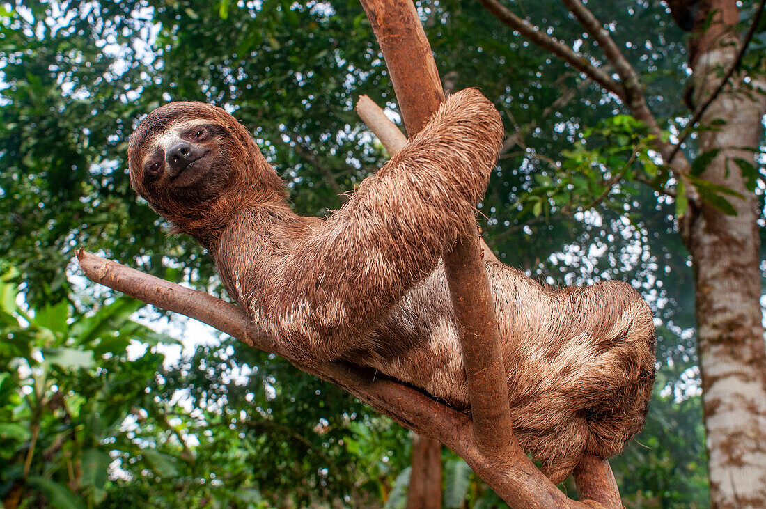 Ein wildlebendes Braunkehlfaultier, Bradypus variegatus, Landeplatz Casual, Oberes Amazonasbecken, Loreto, Peru