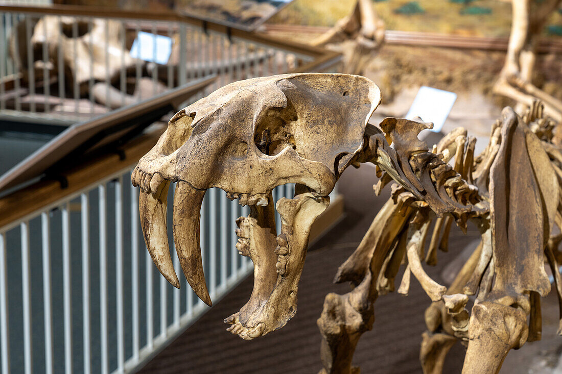 Skelett einer Säbelzahnkatze, Smilodon fatalis, im USU Eastern Prehistoric Museum in Price, Utah. Es wurde in den La Brea Teergruben in Kalifornien gefunden.