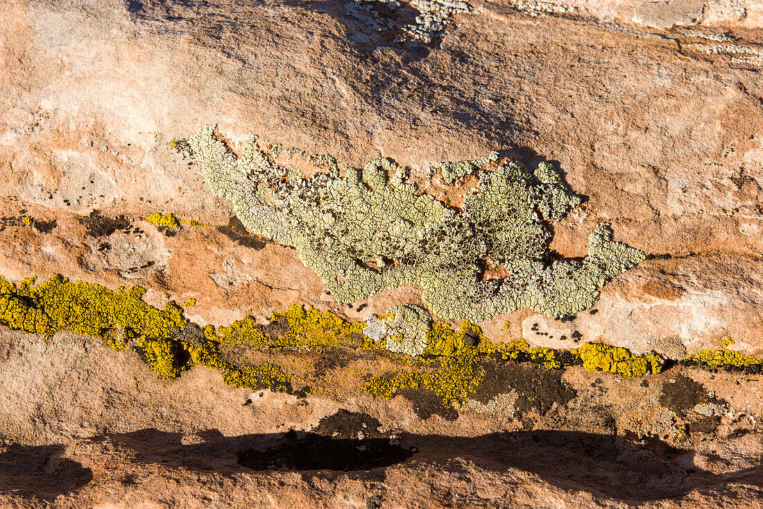 Bunte Krustenflechten auf einem Sandsteinfelsen in der Wüste bei Moab, Utah