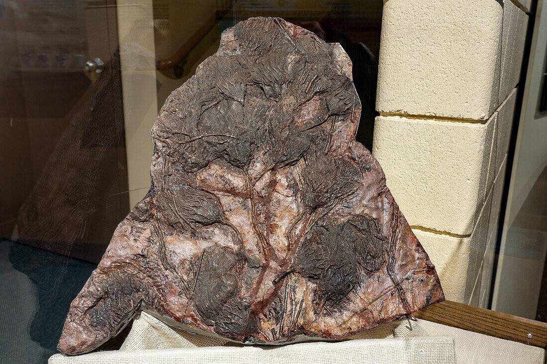 Fossilized crinoids in stone in the USU Eastern Prehistoric Museum in Price, Utah.