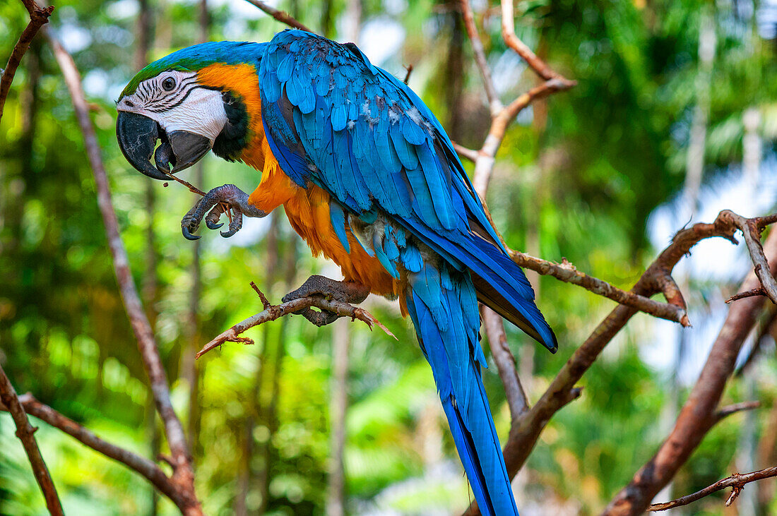 Blue and yellow macaw (Ara ararauna) portrait.
