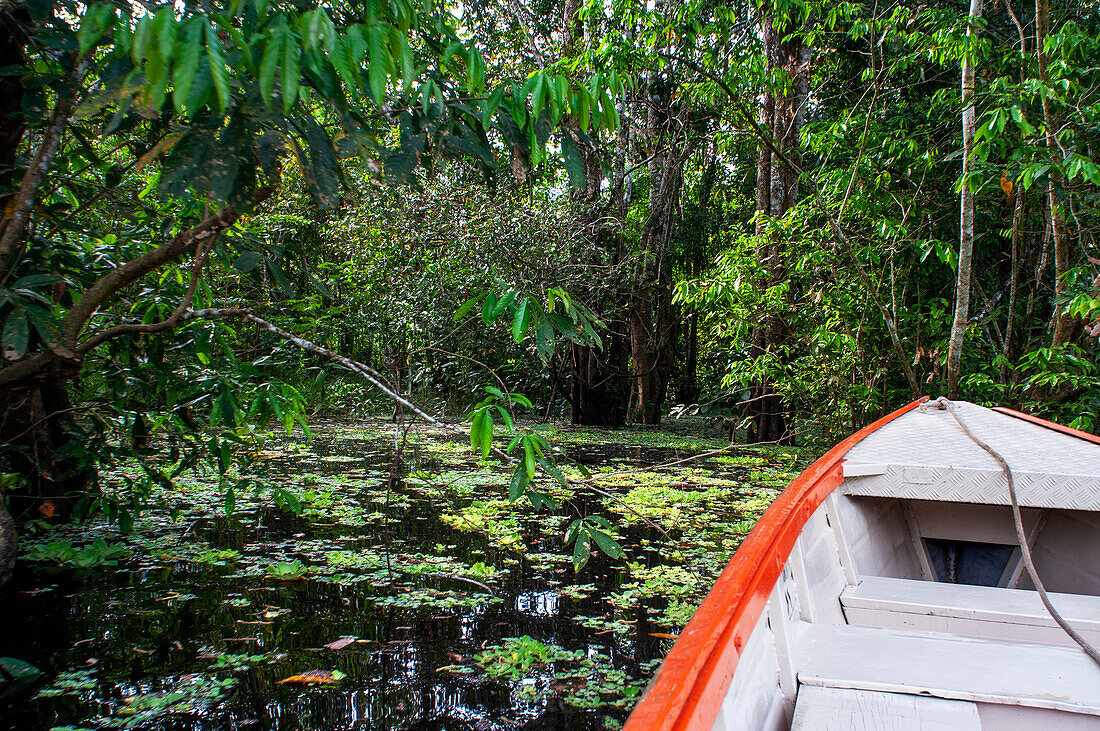 Amazonas-Fluss Expedition mit dem Boot auf dem Amazonas bei Iquitos, Loreto, Peru. Fahrt auf einem der Nebenflüsse des Amazonas nach Iquitos, ca. 40 km in der Nähe der Stadt Indiana