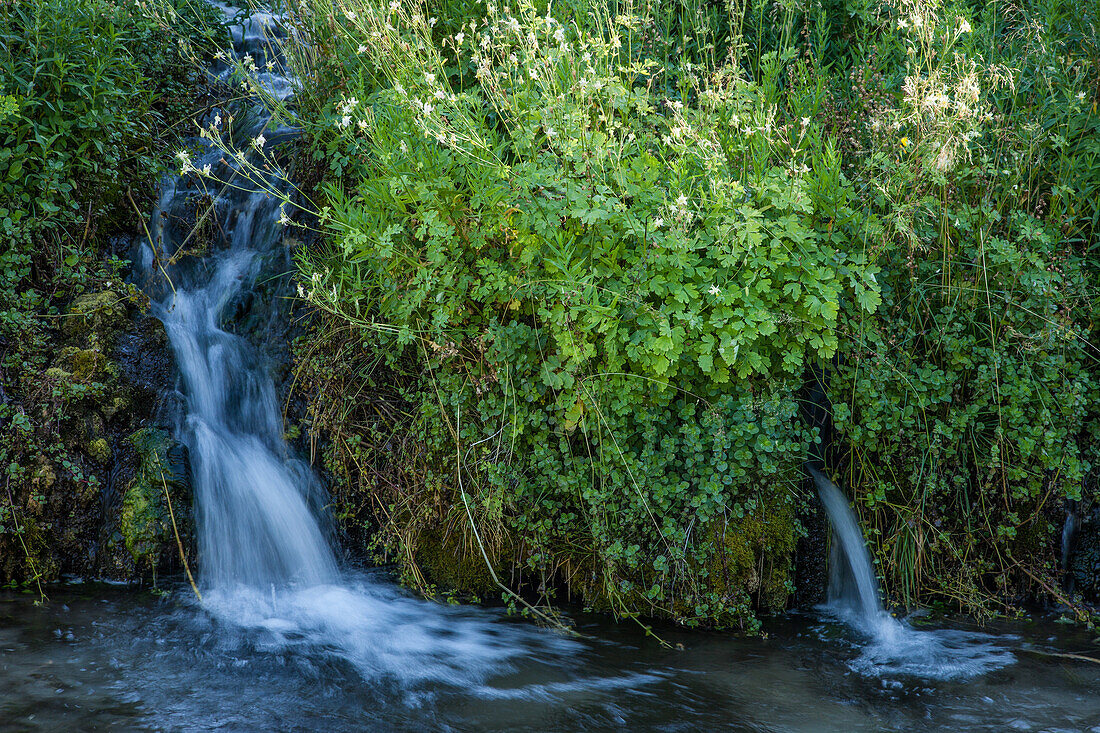 Blühende Wildblumen an den Cascade Springs auf dem Berg Timpanogos im Uinta National Forest in Utah