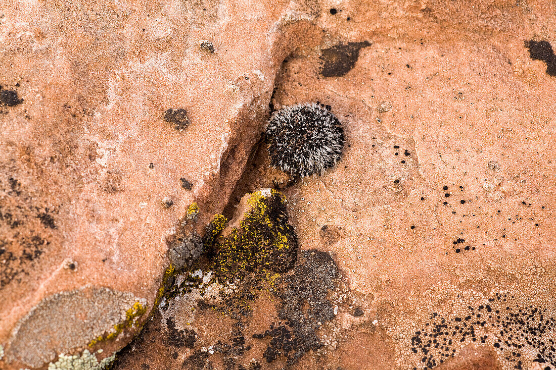 Desert moss and crustose lichens on sandstone near Moab, Utah
