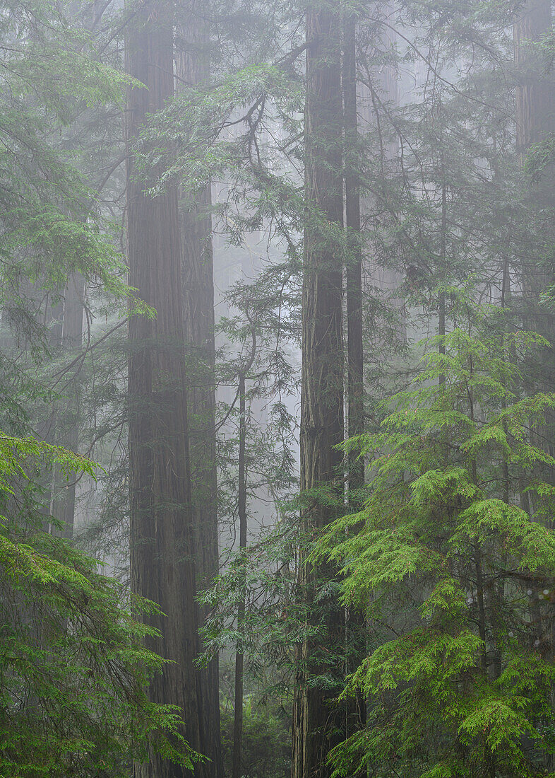 Redwood trees and fog at top of Cal Barrel Road, Prairie Creek Redwoods State Park, California.