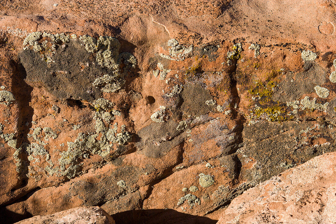Krusten- und Blattflechten auf einem Sandsteinfelsen in der Wüste bei Moab, Utah