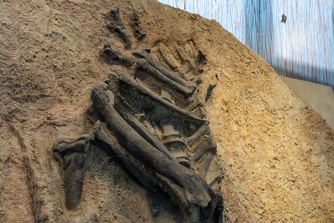 Cast of a fossilized skelton of an Allosaurus jimmadseni in the Quarry Exhibit Hall of Dinosaur National Monument in Utah.