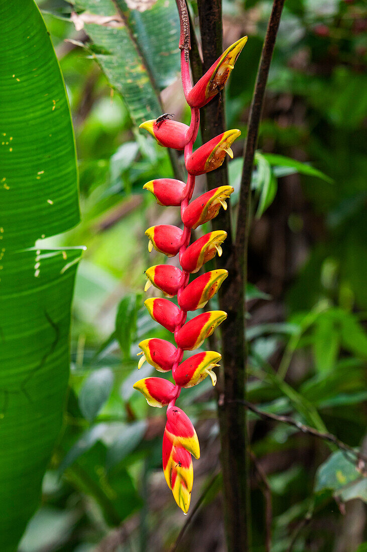 Bird-of-Paradise (Heliconia) in the Tambopata National Reserve Peru.