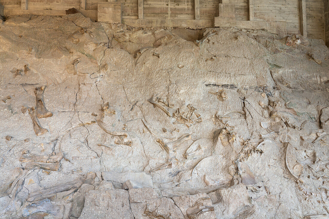 Partially-excavated dinosaur bones on the Wall of Bones in the Quarry Exhibit Hall, Dinosaur National Monument, Utah.