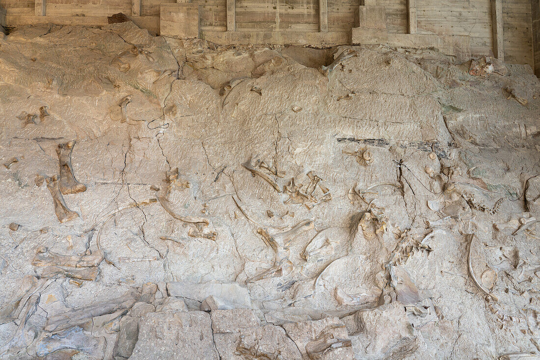 Teilweise ausgegrabene Dinosaurierknochen an der Wall of Bones in der Quarry Exhibit Hall, Dinosaur National Monument, Utah