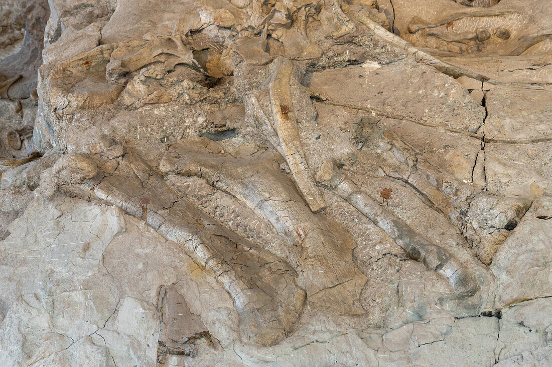 Teilweise ausgegrabene Dinosaurierknochen an der Wall of Bones in der Quarry Exhibit Hall, Dinosaur National Monument, Utah