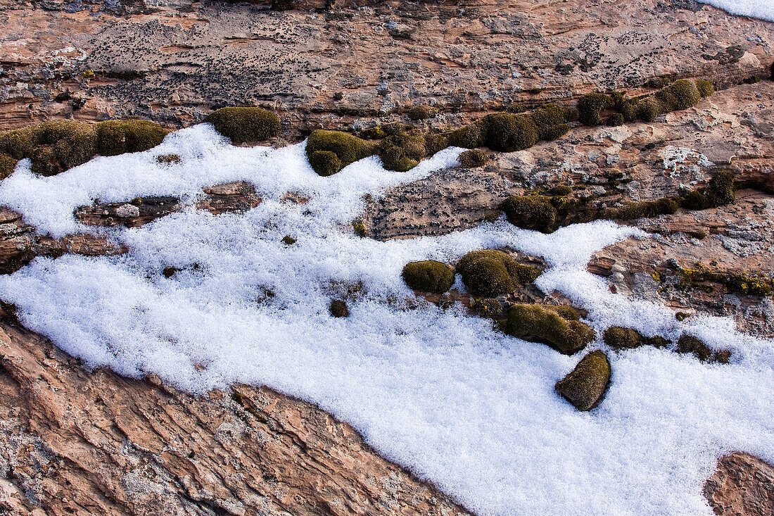 Desert moss and crustose lichens on sandstone with snow in Canyonlands National Park, near Moab, Utah.