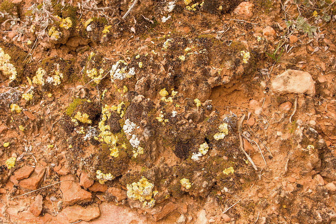 Colorful crustose lichens in the desert near Moab, Utah.