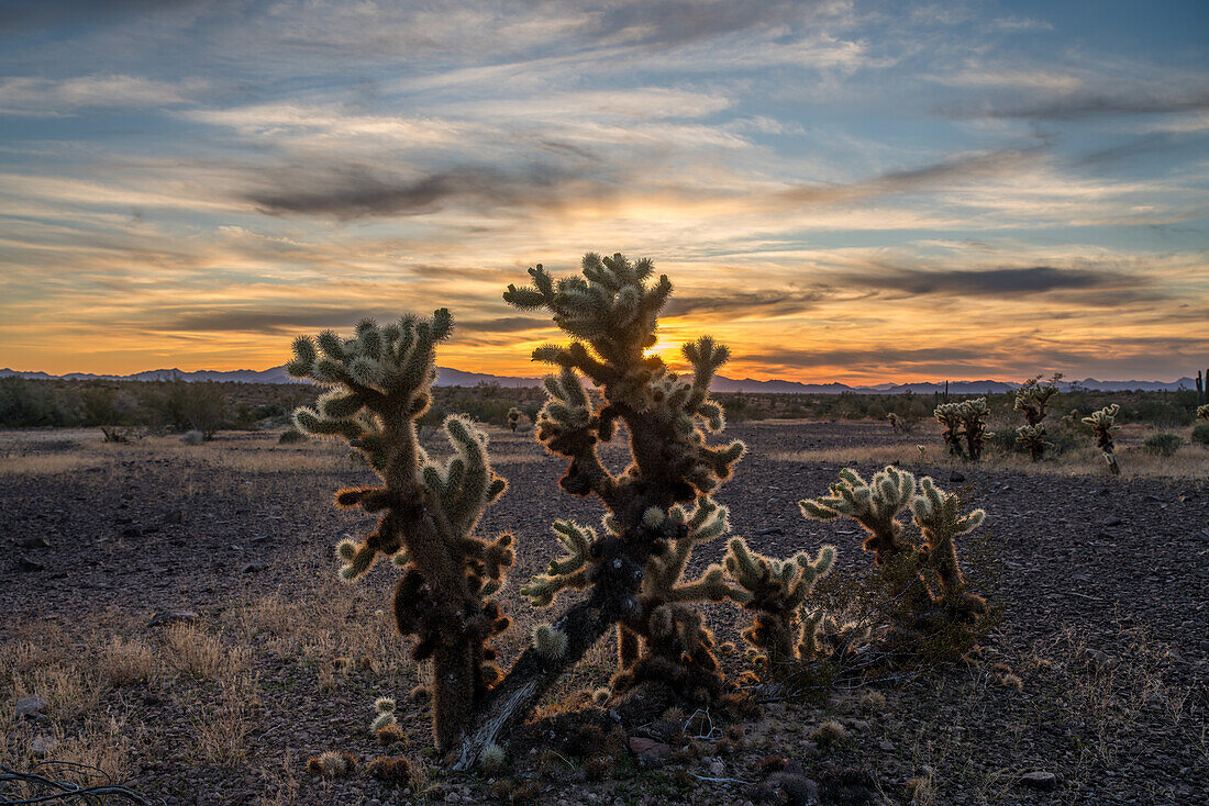 Teddy Bear Cholla-Kaktus bei Sonnenuntergang über den Dome Rock Mountains in der Sonoran-Wüste bei Quartzsite, Arizona