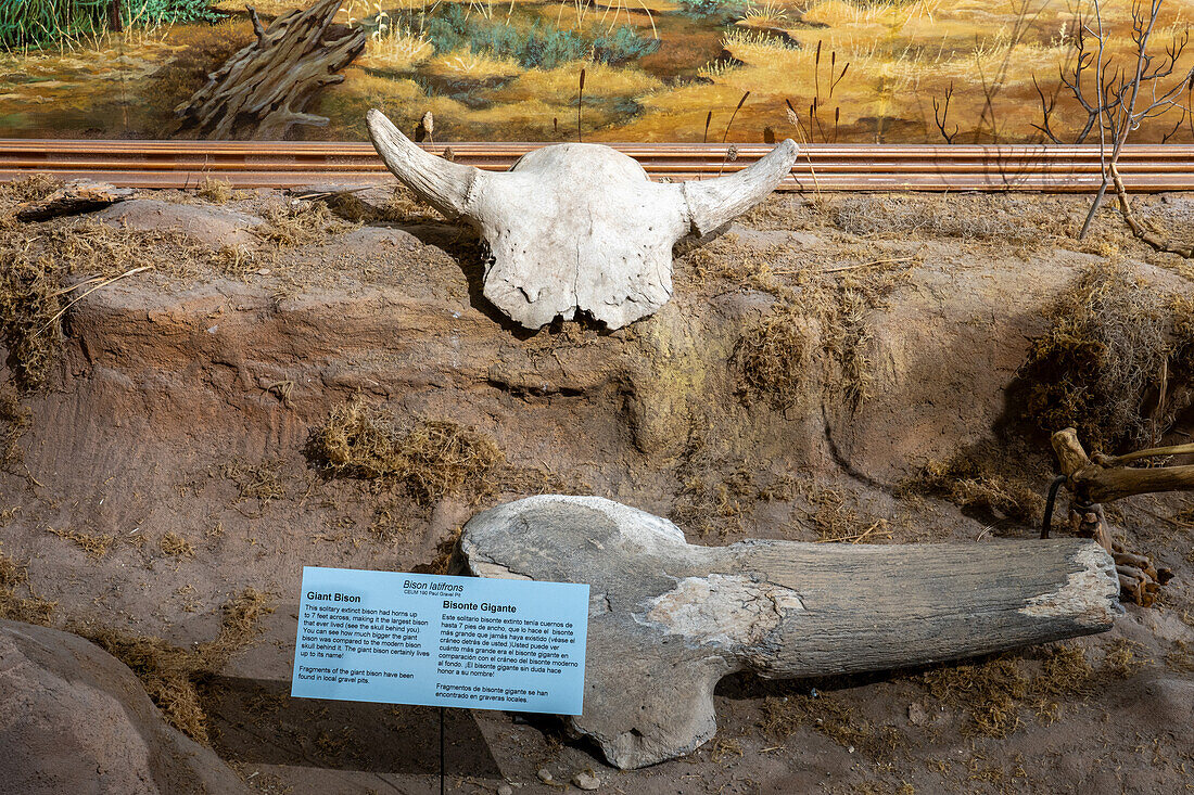 Versteinertes Horn eines Riesenwisents, Bison latifrons, im USU Eastern Prehistoric Museum in Price, Utah. Dahinter befindet sich ein moderner Bisonschädel