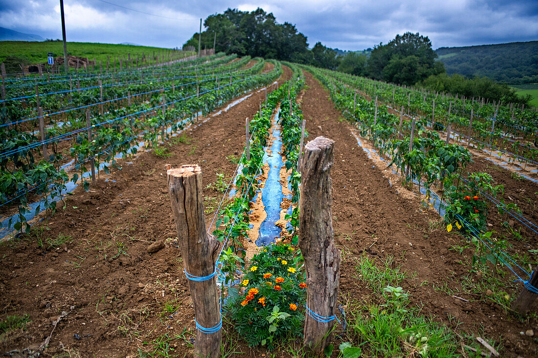 Espelette, Feld mit Espelette-Paprika, wird zum Chili-Pfeffer, berühmte Paprika der baskischen Regionen Frankreichs