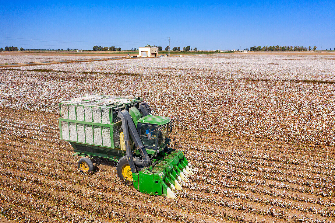 Cotton fields in Isla Mayor, Lebrija, Seville, Spain. The Lower Guadalquivir, a reference area for Andalusian cotton production. Cotton stripper while harvesting a field mature high-yield stripper cotton.