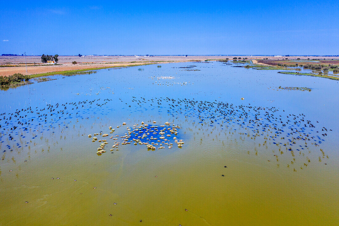 Brazo de la Torre, einer der Flussarme des Guadalquivir im Sumpfgebiet von Doñana, Isla Mayor, Sevilla, Spanien