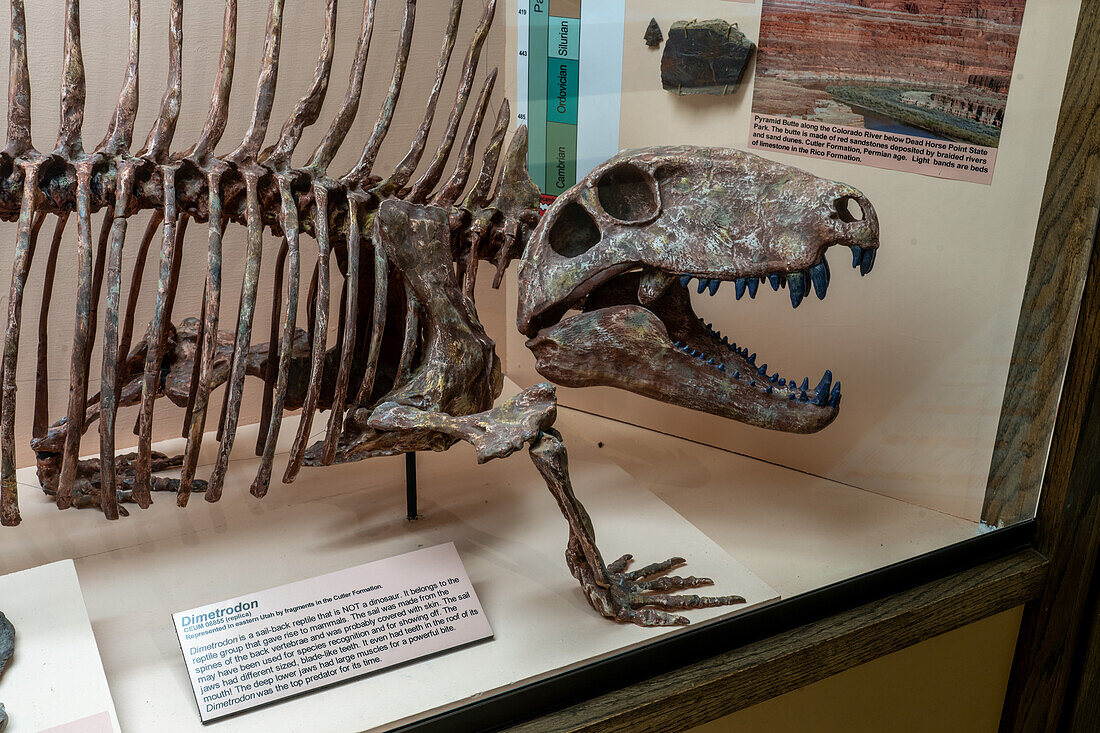Skelettabguss eines Dimetrodons, eines Segelrückenreptils, im USU Eastern Prehistoric Museum in Price, Utah
